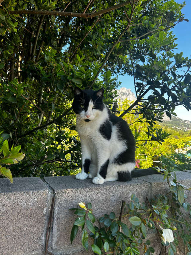 Гостевой дом Онейро Алупка-213